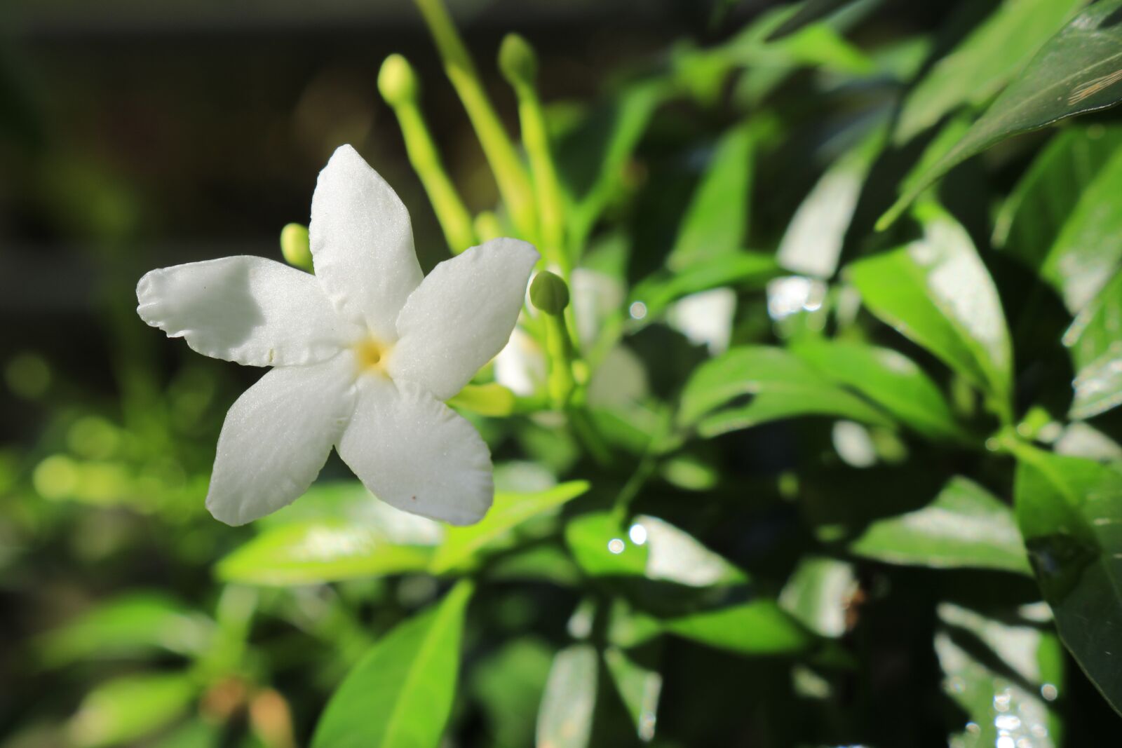 Canon EOS 750D (EOS Rebel T6i / EOS Kiss X8i) sample photo. Flower, apocynaceae, nature photography