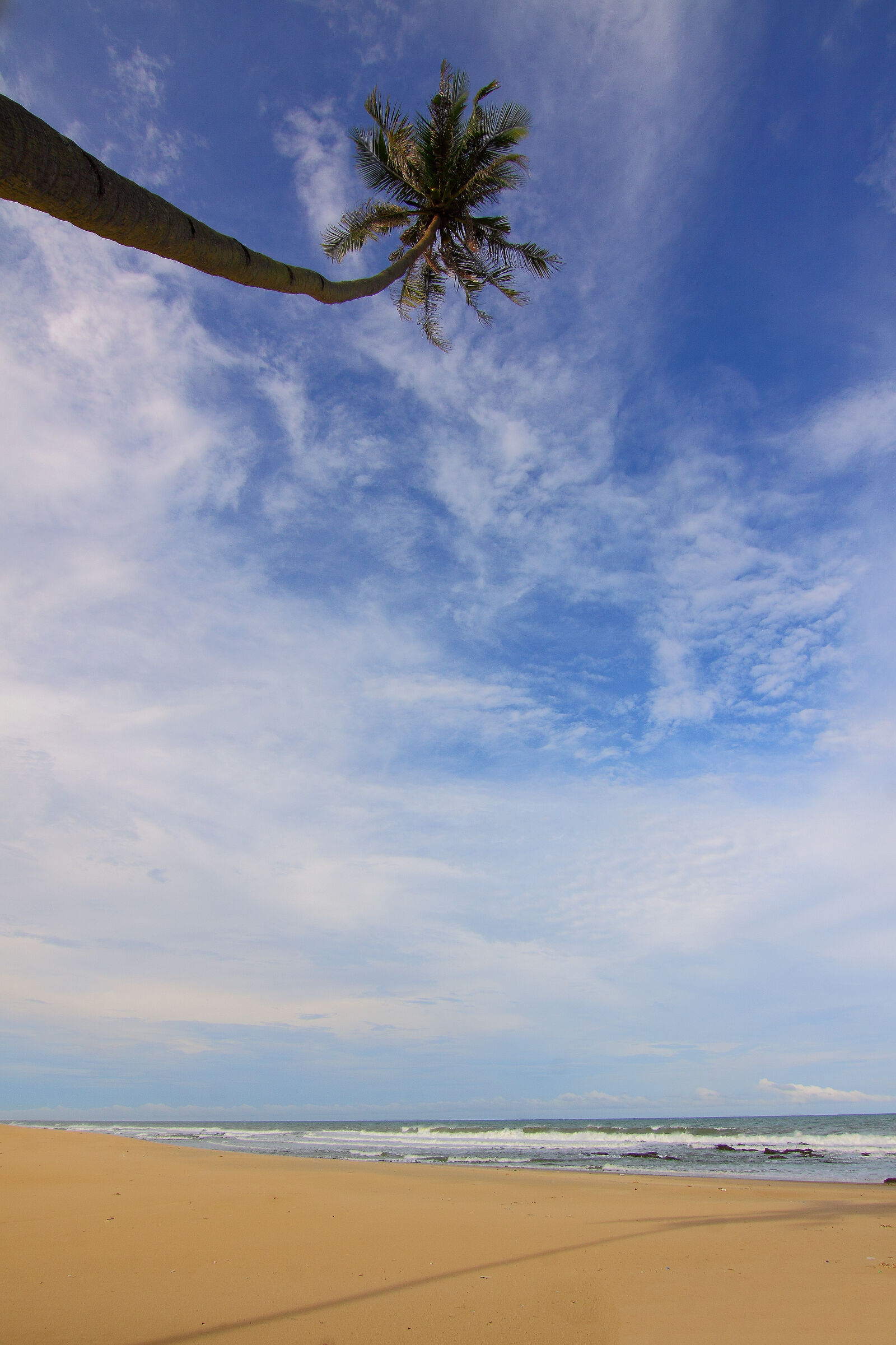 Canon EOS 50D sample photo. Coconut, palm, tree, near photography