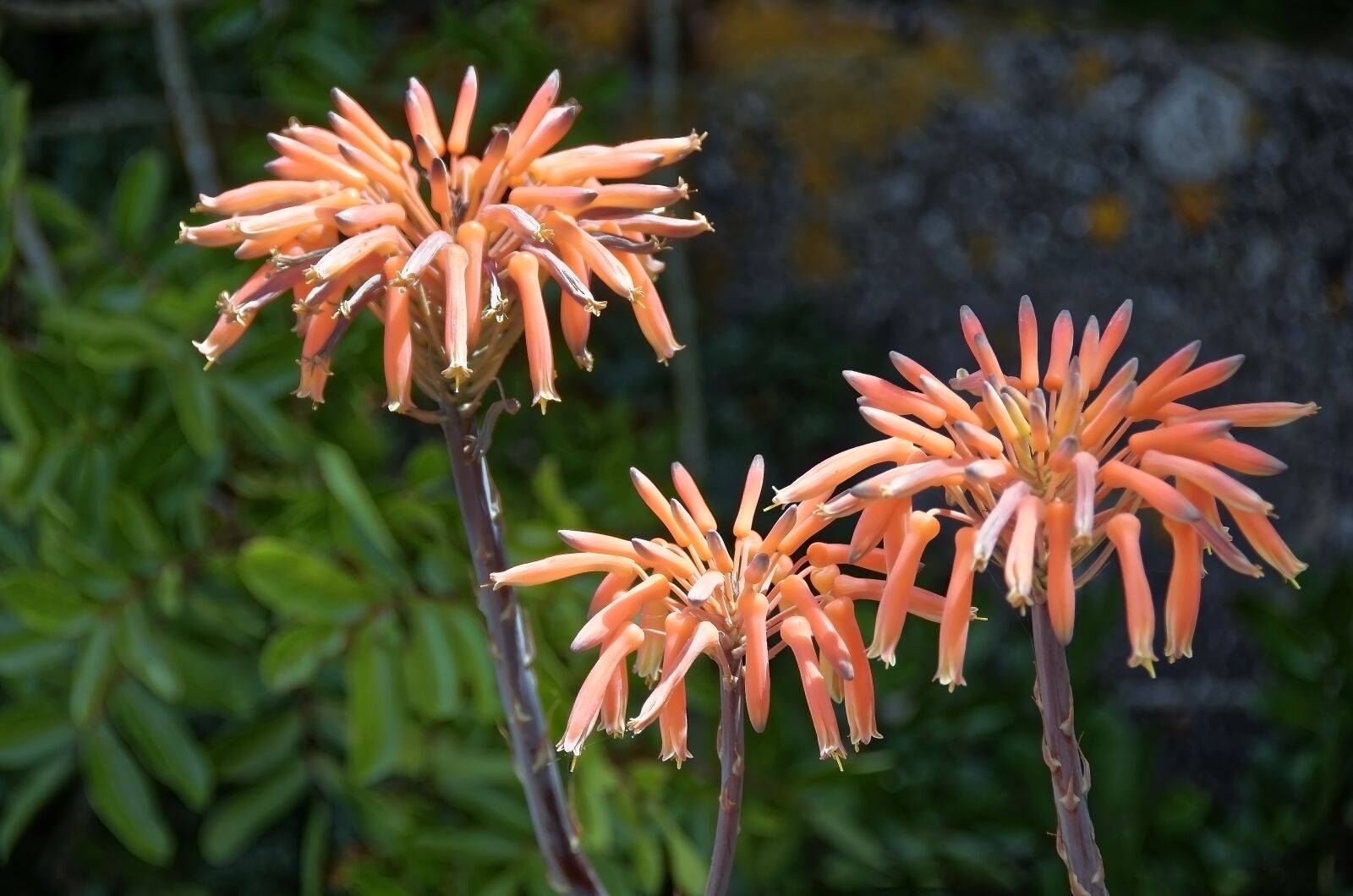 Nikon D7000 sample photo. Plant, aloe perfoliata, flowers photography