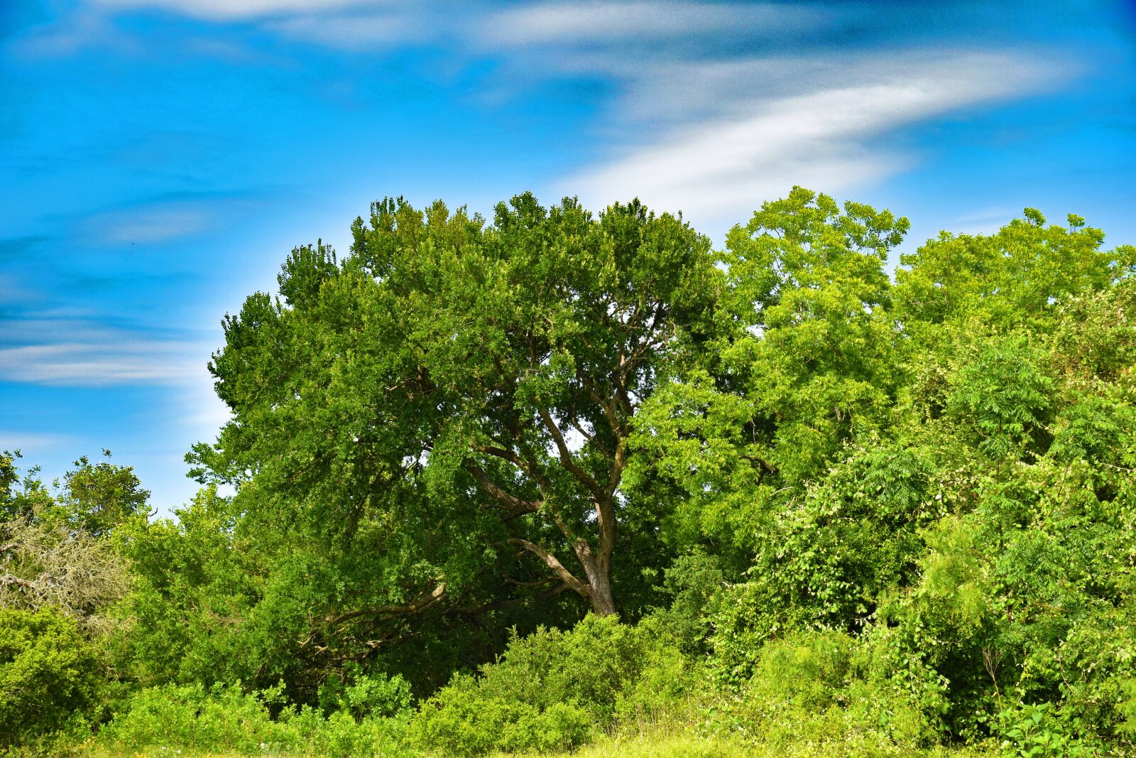 Nikon D5500 sample photo. Texas, landscape, spring photography