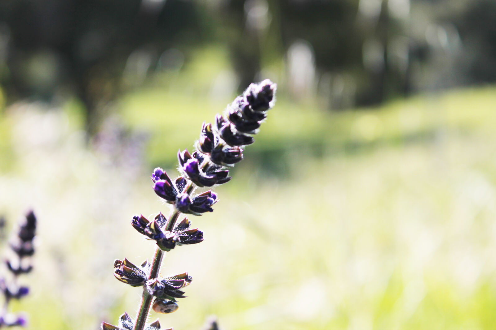 Canon EOS 1100D (EOS Rebel T3 / EOS Kiss X50) sample photo. Beautiful, flowers, field, flower photography