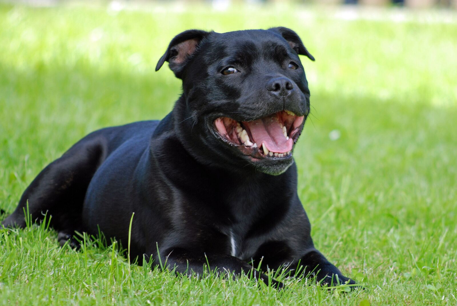 Nikon D80 sample photo. Animal, dog, staffordshire-bull-terrier photography