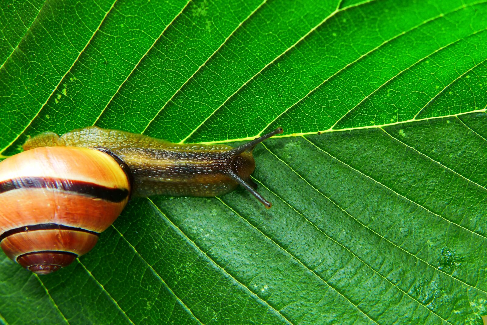 Panasonic Lumix DMC-FZ200 sample photo. Wst yk huntsman, molluscum photography