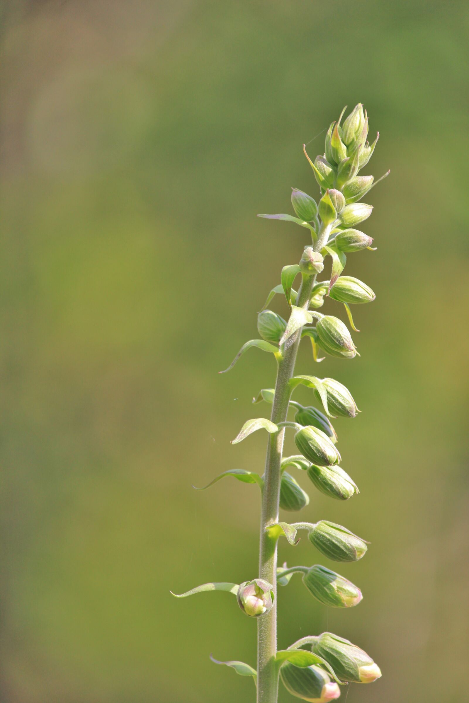 Canon EOS 550D (EOS Rebel T2i / EOS Kiss X4) sample photo. Plant, before flowering, thimble photography