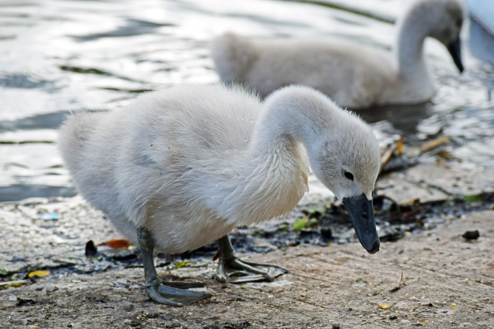 Nikon D3300 sample photo. Mute swan, mute swan photography
