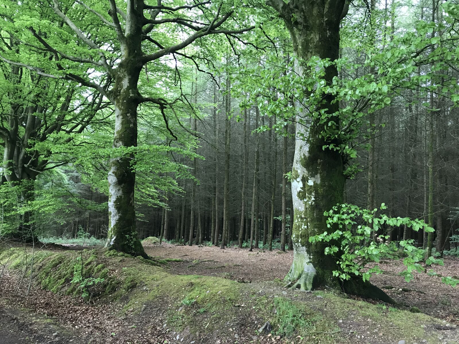 Apple iPhone 7 sample photo. Forest, trees, woods photography