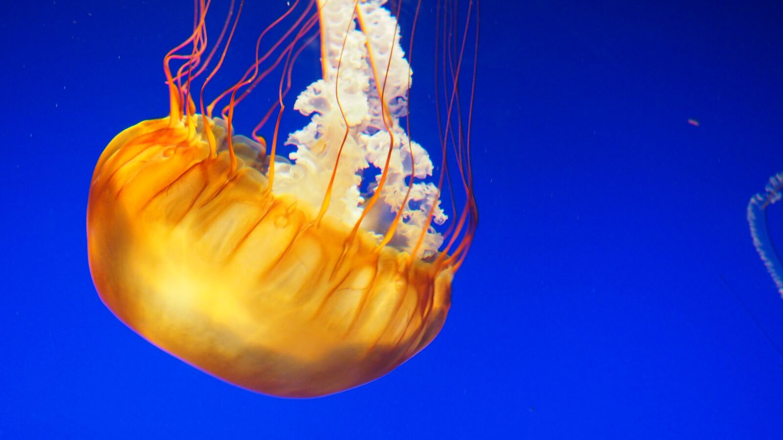 Olympus OM-D E-M10 II sample photo. Jellyfish, water, underwater photography