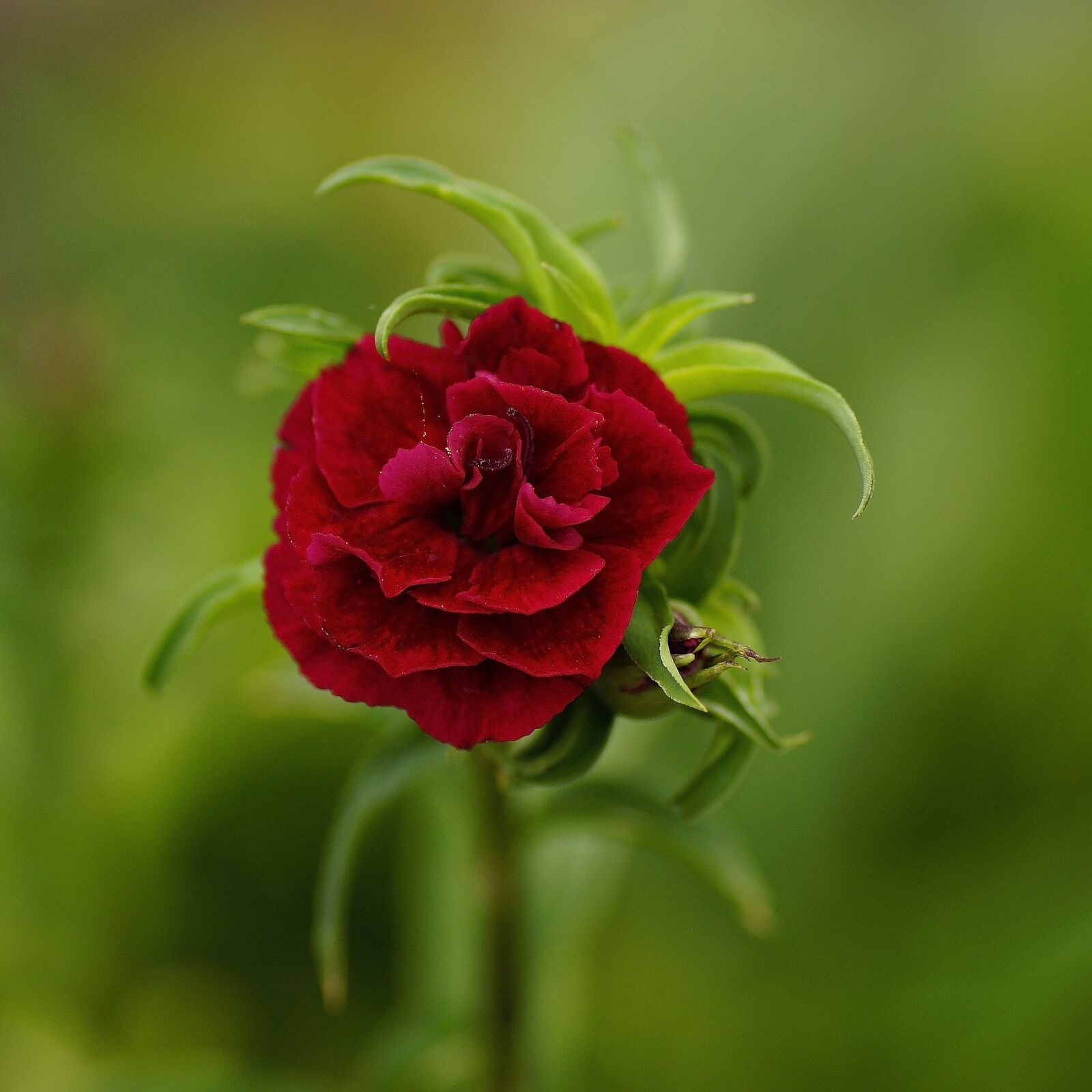 Sony SLT-A77 + Tamron SP AF 90mm F2.8 Di Macro sample photo. Flower, nature, rosebush photography