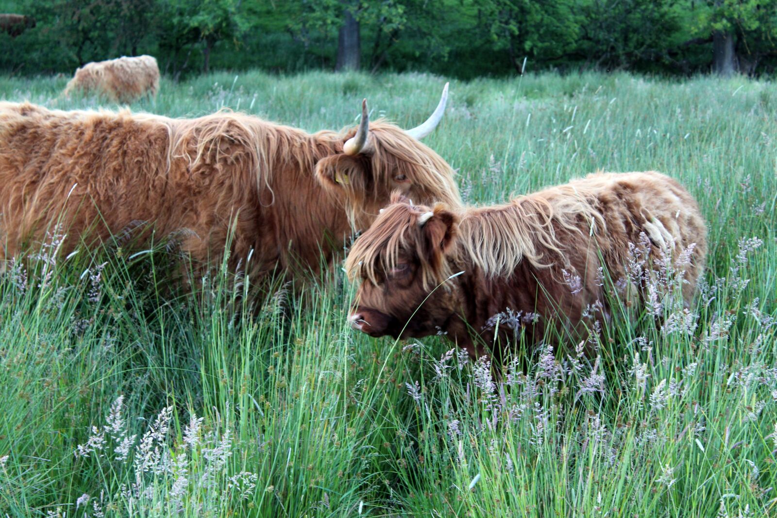 Canon EOS 1200D (EOS Rebel T5 / EOS Kiss X70 / EOS Hi) sample photo. Highlands and islands, scotland photography