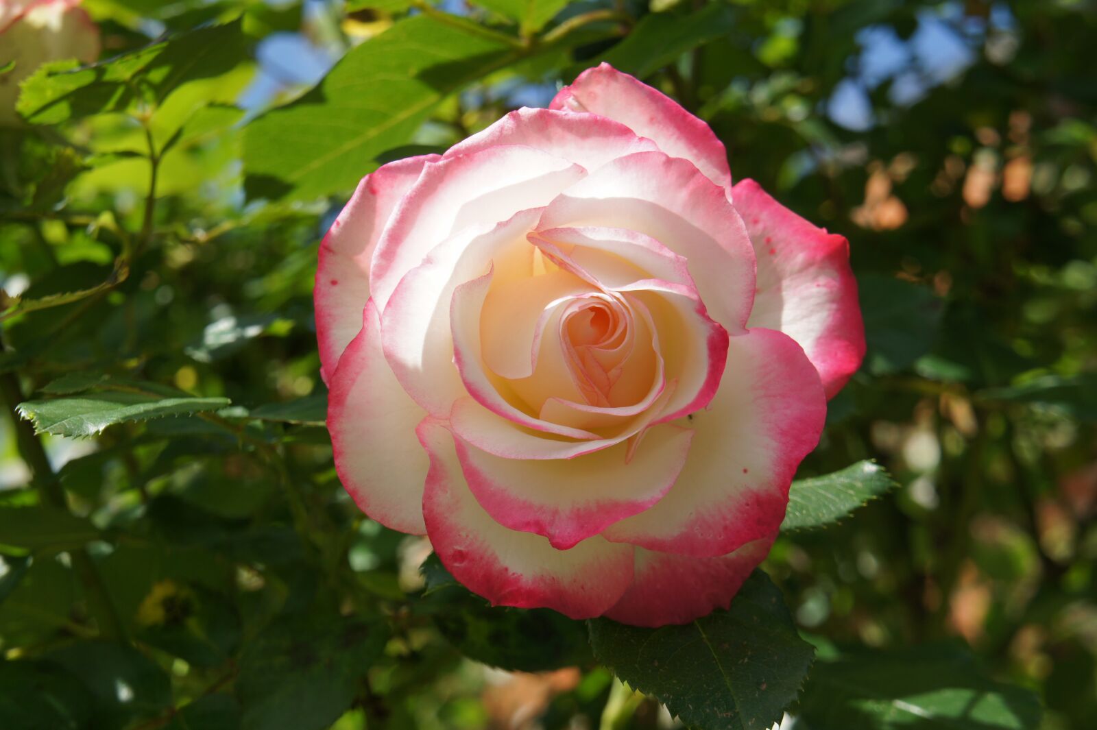 Sony Alpha NEX-3 + Sony E 18-55mm F3.5-5.6 OSS sample photo. Pink, garden, flower photography