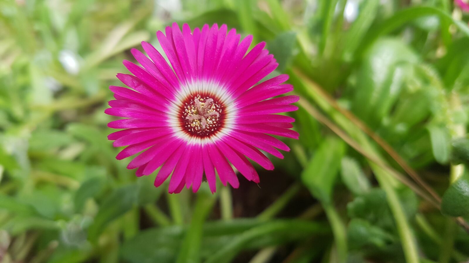 Samsung Galaxy S7 sample photo. Flower, daisy, daisies photography