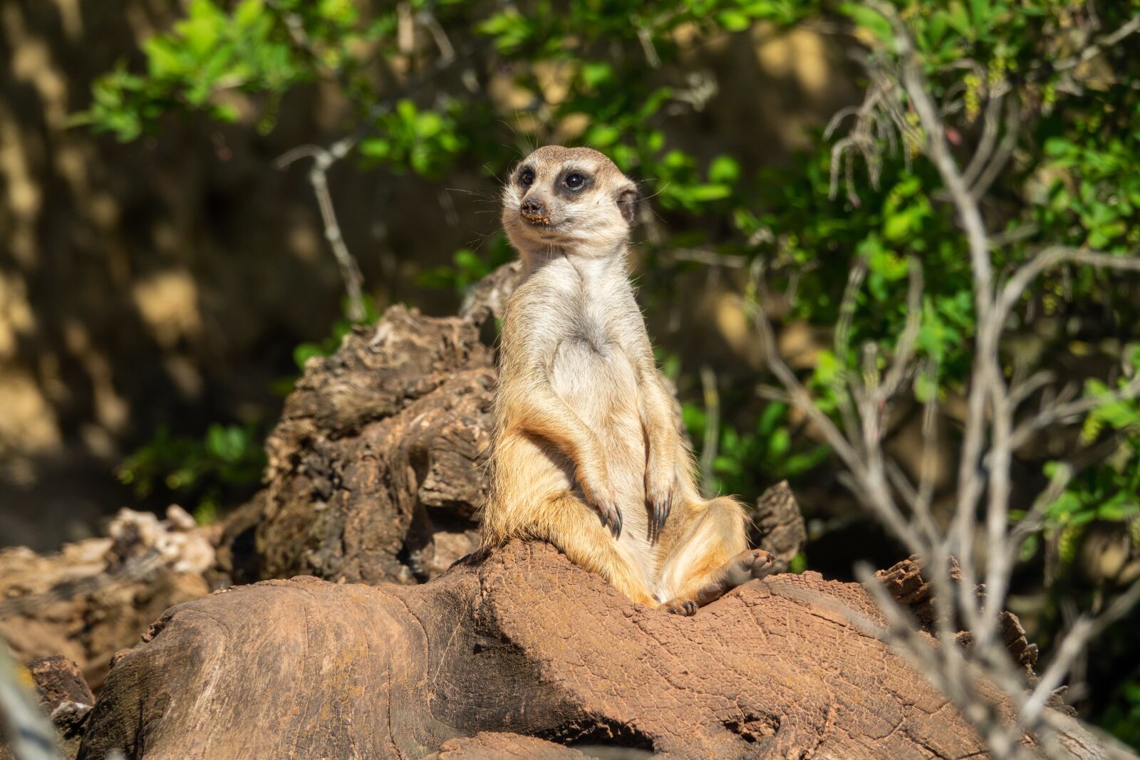 Sony Cyber-shot DSC-RX10 III sample photo. Meerkat, guard, animal photography