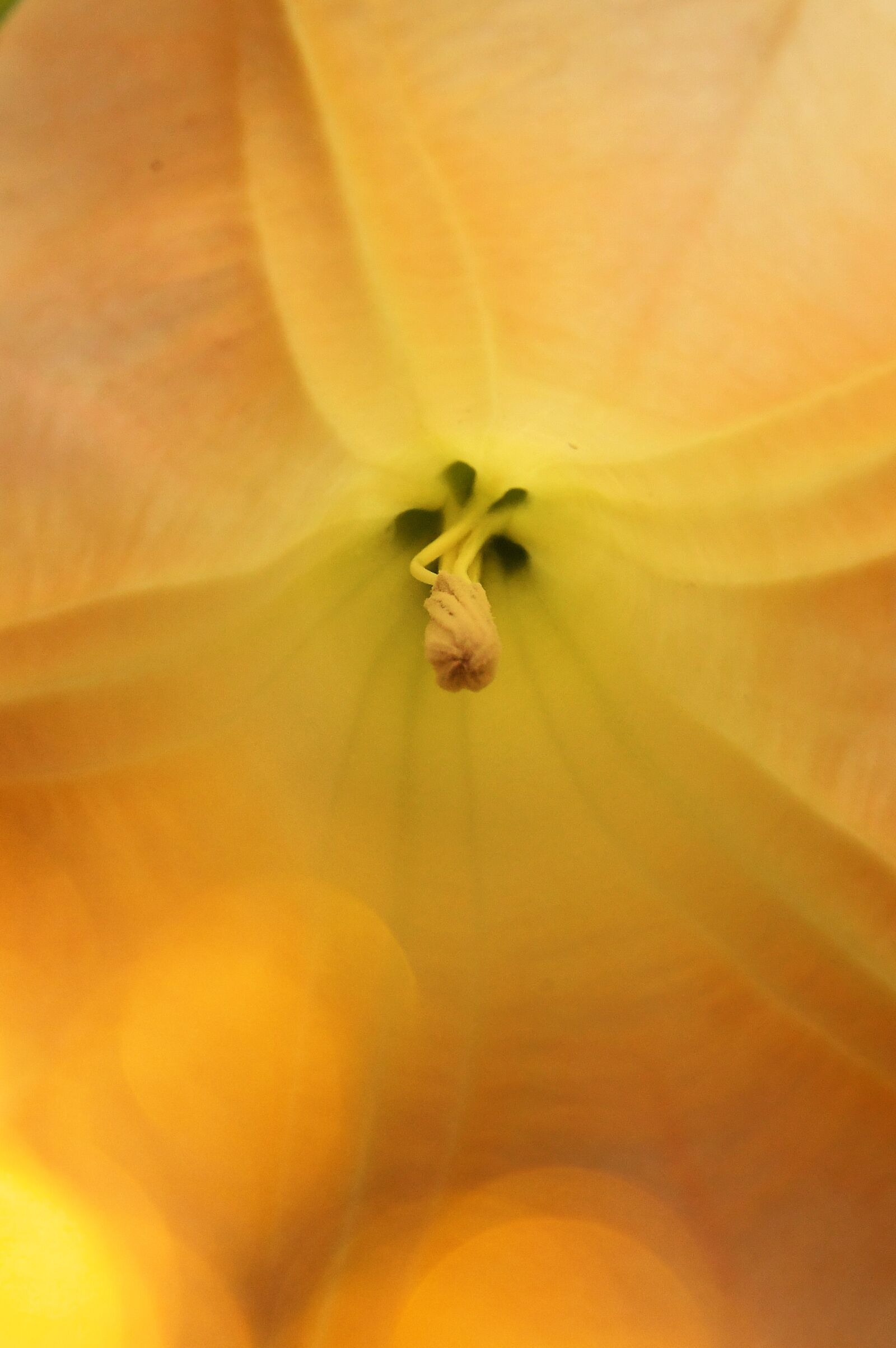Nikon D3200 sample photo. Yellow, trumpet flower, autumn photography