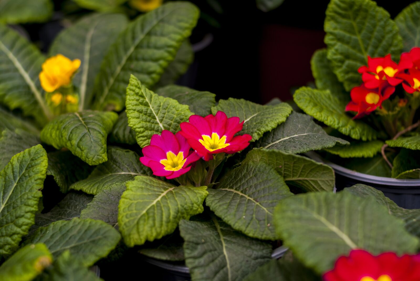Nikon D60 sample photo. Nature, flower, leaf photography