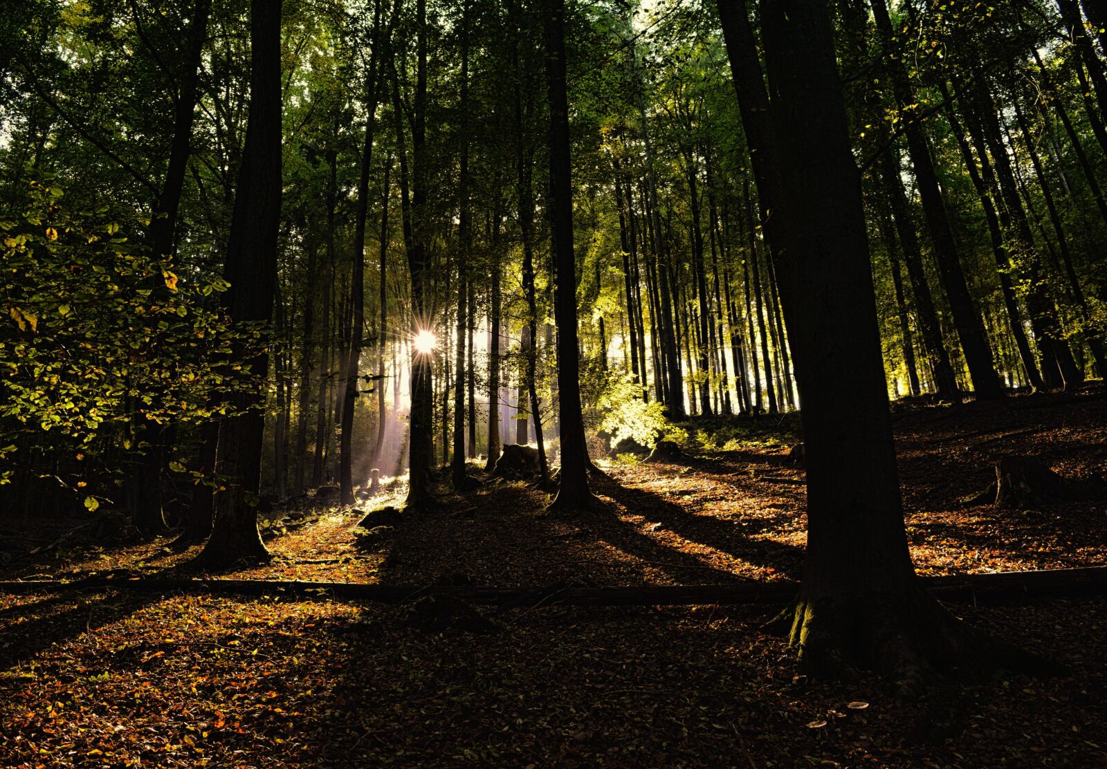 Nikon D5300 sample photo. Forest, nature, mysterious photography
