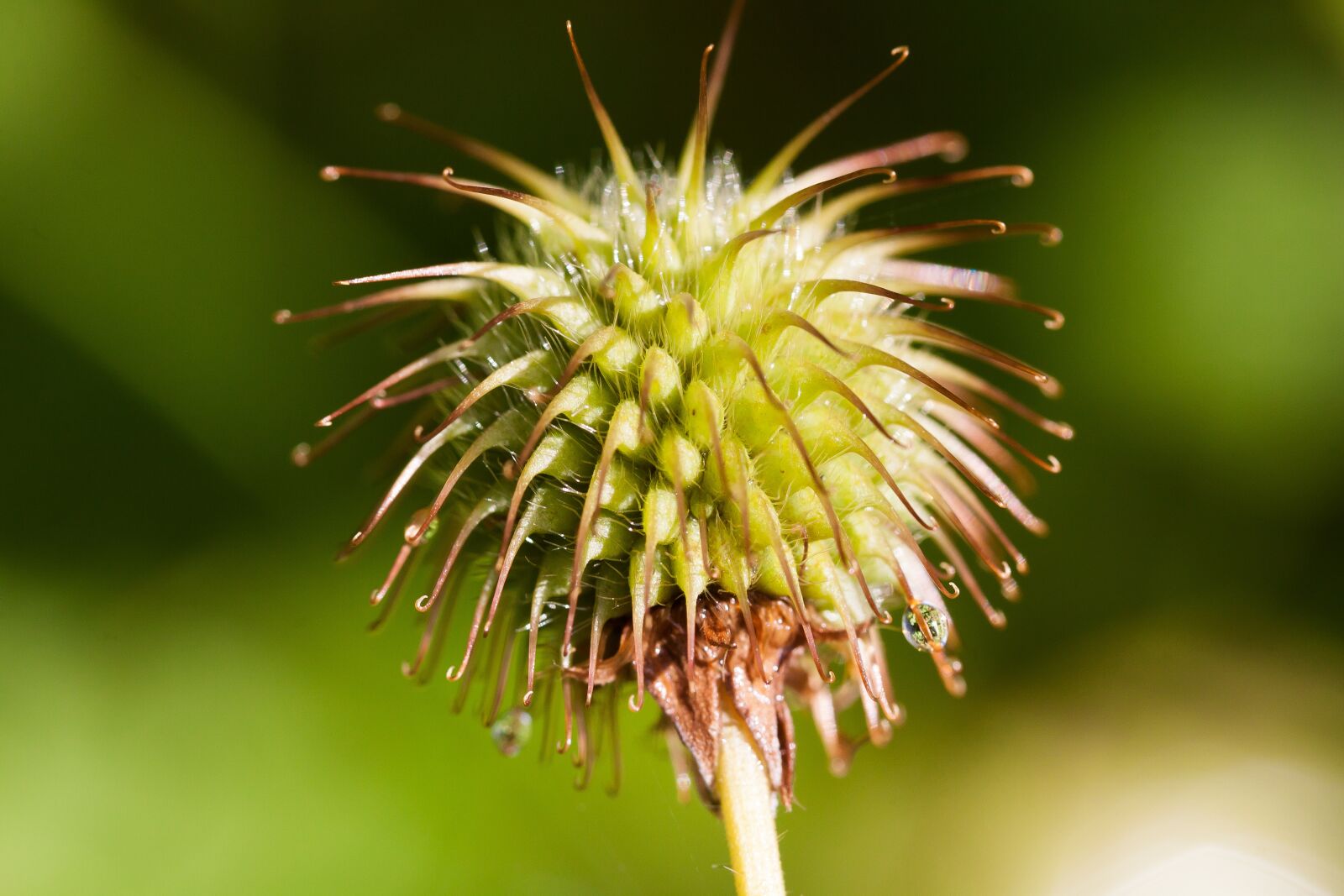 Canon EOS 50D sample photo. Real avens, geum urbanum photography