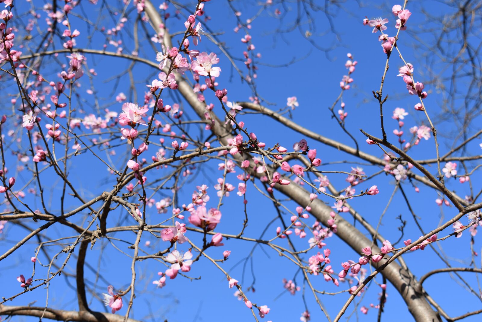 Nikon D3400 sample photo. Peach blossom, natural, the photography