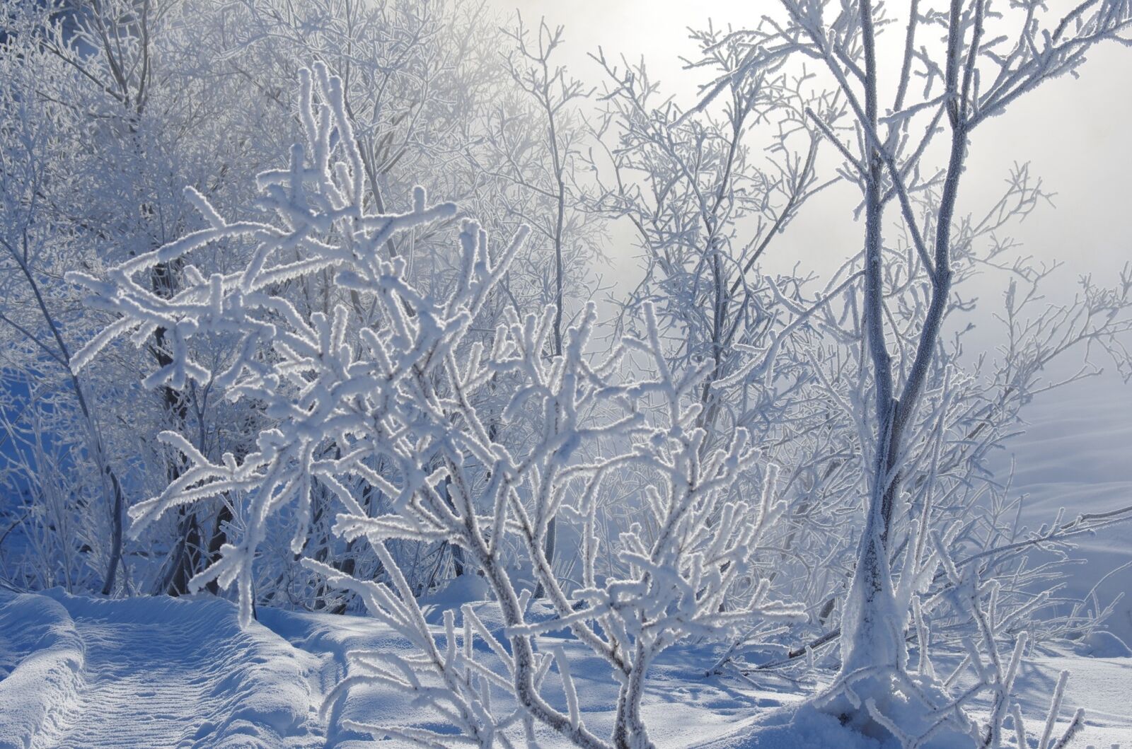 Pentax K-5 sample photo. Winter, frost, snow photography