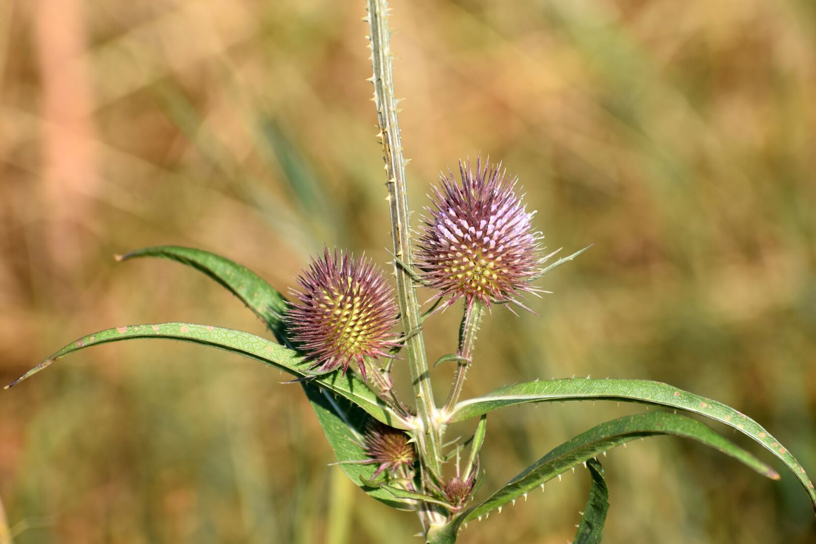 Nikon D5300 sample photo. Flower, plant, thistle photography