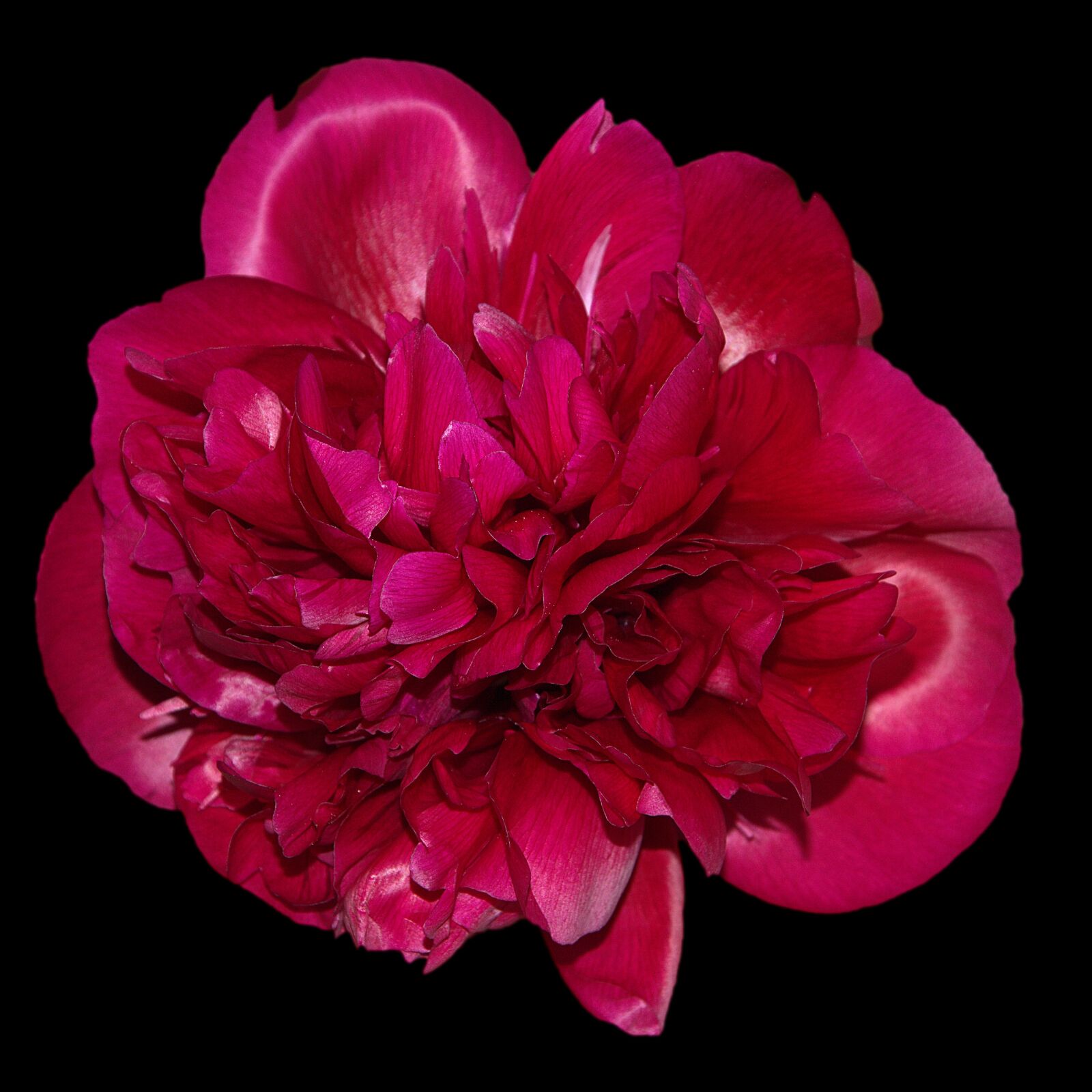 Nikon D3200 sample photo. Peony, blossom, bloom photography