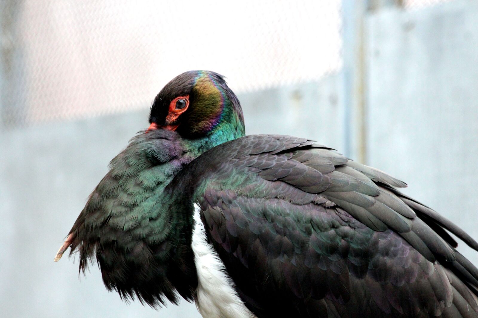 Canon EOS 650D (EOS Rebel T4i / EOS Kiss X6i) sample photo. Stork, black stork, bird photography