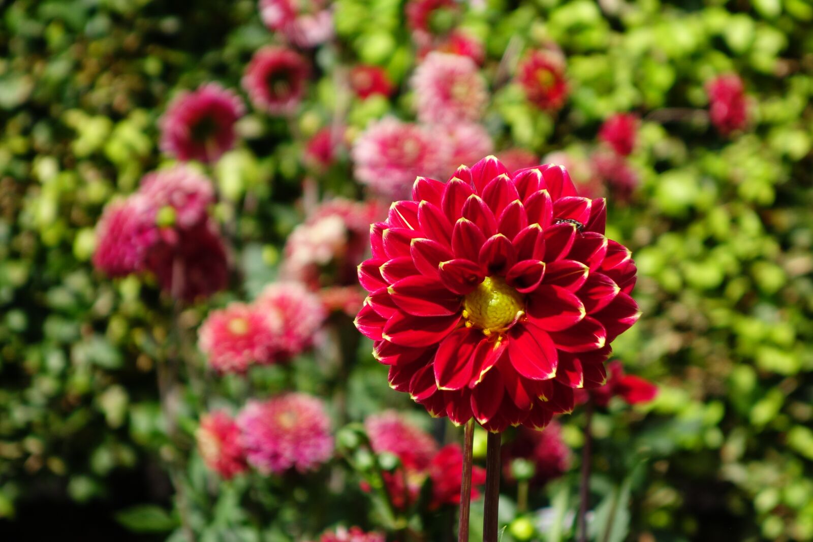 Sony Cyber-shot DSC-RX100 II sample photo. Dahlias, flower, blossom photography