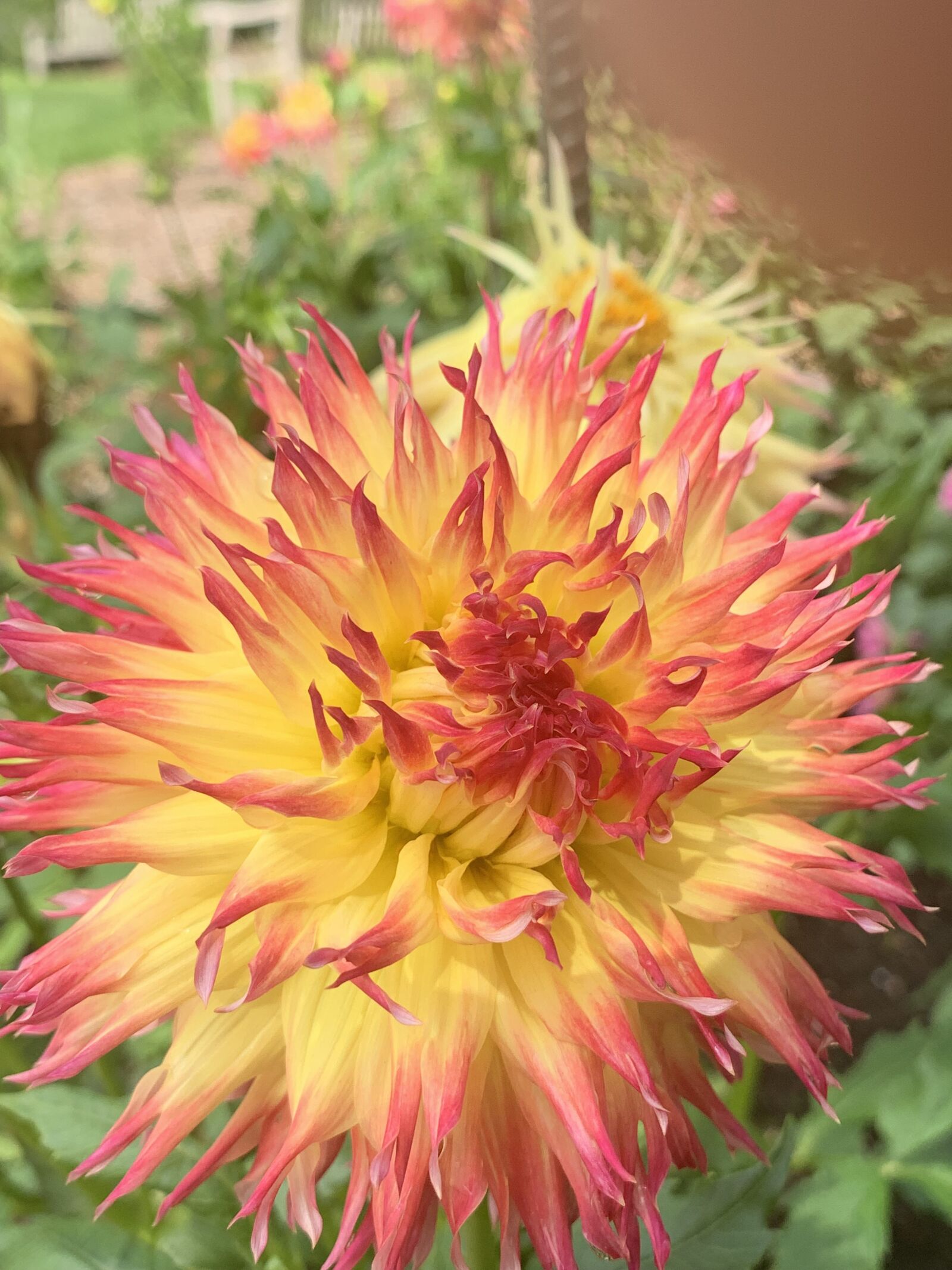 iPhone XR back camera 4.25mm f/1.8 sample photo. Yellow, orange, flower photography