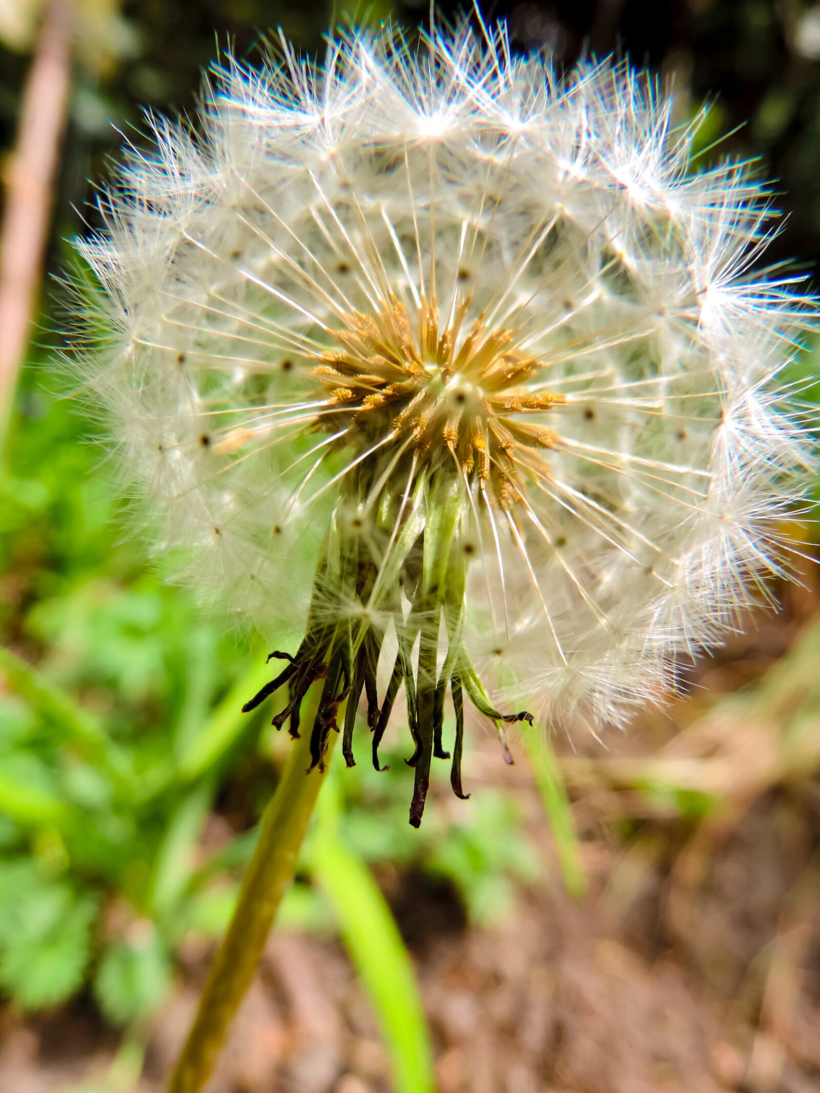 Nikon Coolpix P520 sample photo. Dandelion, spring, seeds photography