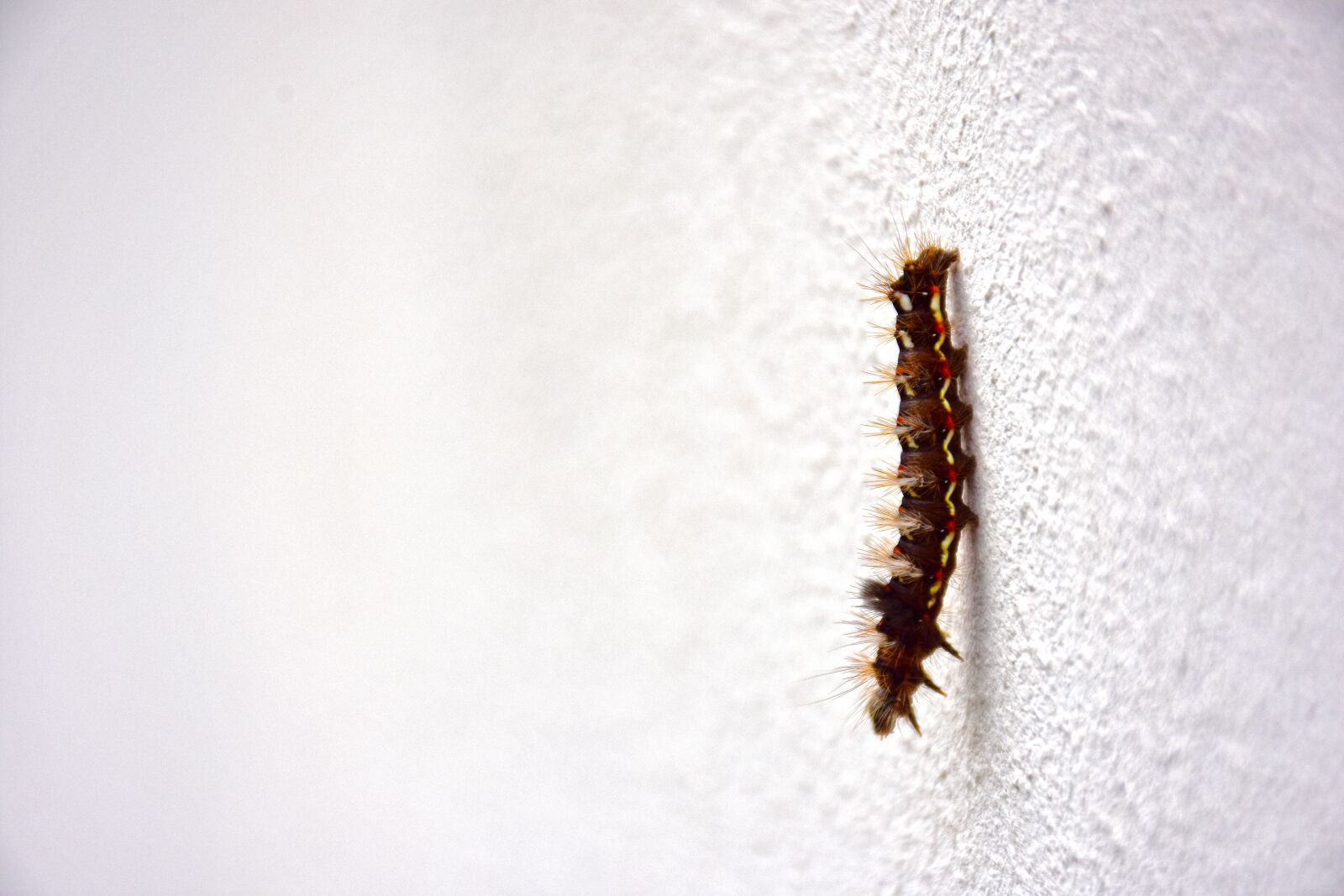 Nikon D7200 sample photo. Caterpillar, animals, nature photography