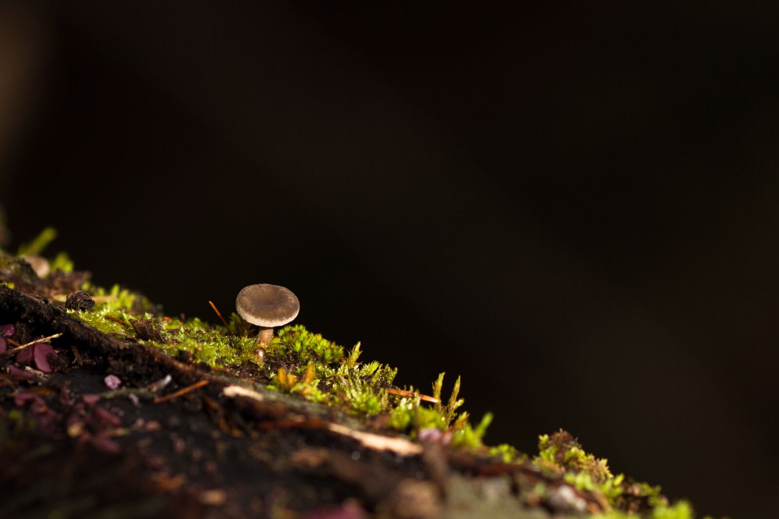 Canon EOS 7D sample photo. Mushroom, moss, tree fungus photography
