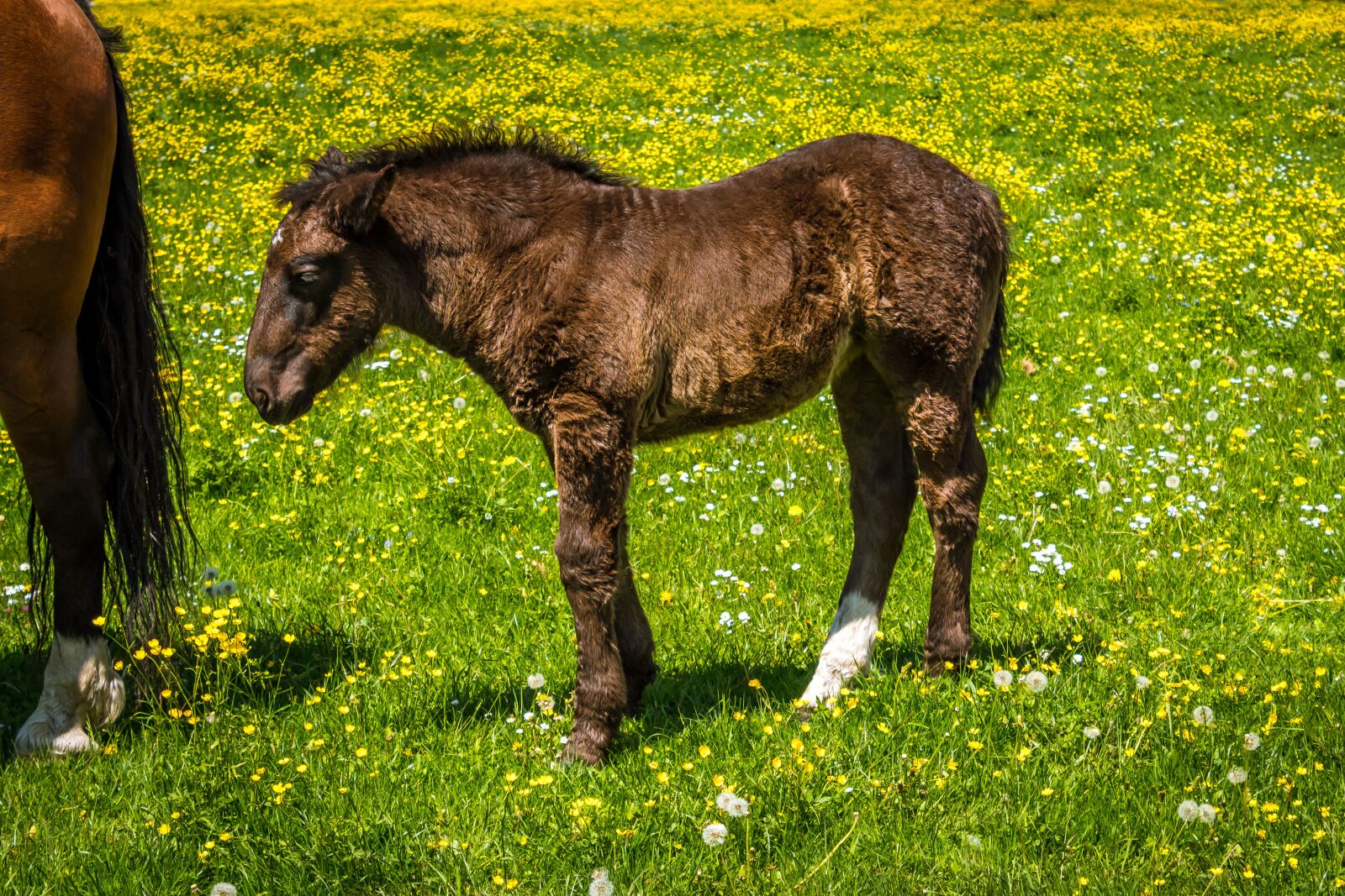 Canon EOS 1300D (EOS Rebel T6 / EOS Kiss X80) sample photo. Foal, dark brown, bavarian photography