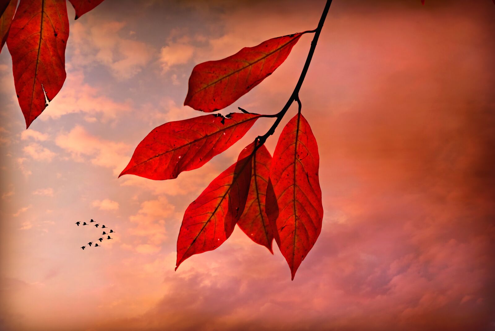 Nikon D750 sample photo. Autumn leaf, vein, pattern photography