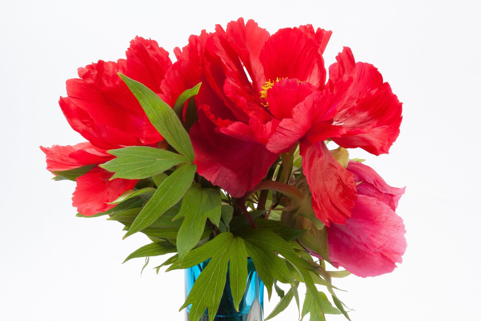 Canon EOS 50D sample photo. Pentecost, peony, flower photography
