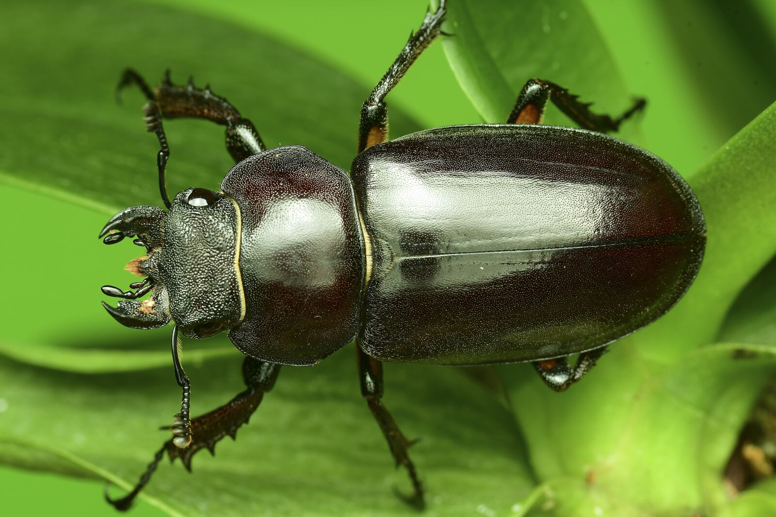 Nikon D500 sample photo. The deer bug, the photography