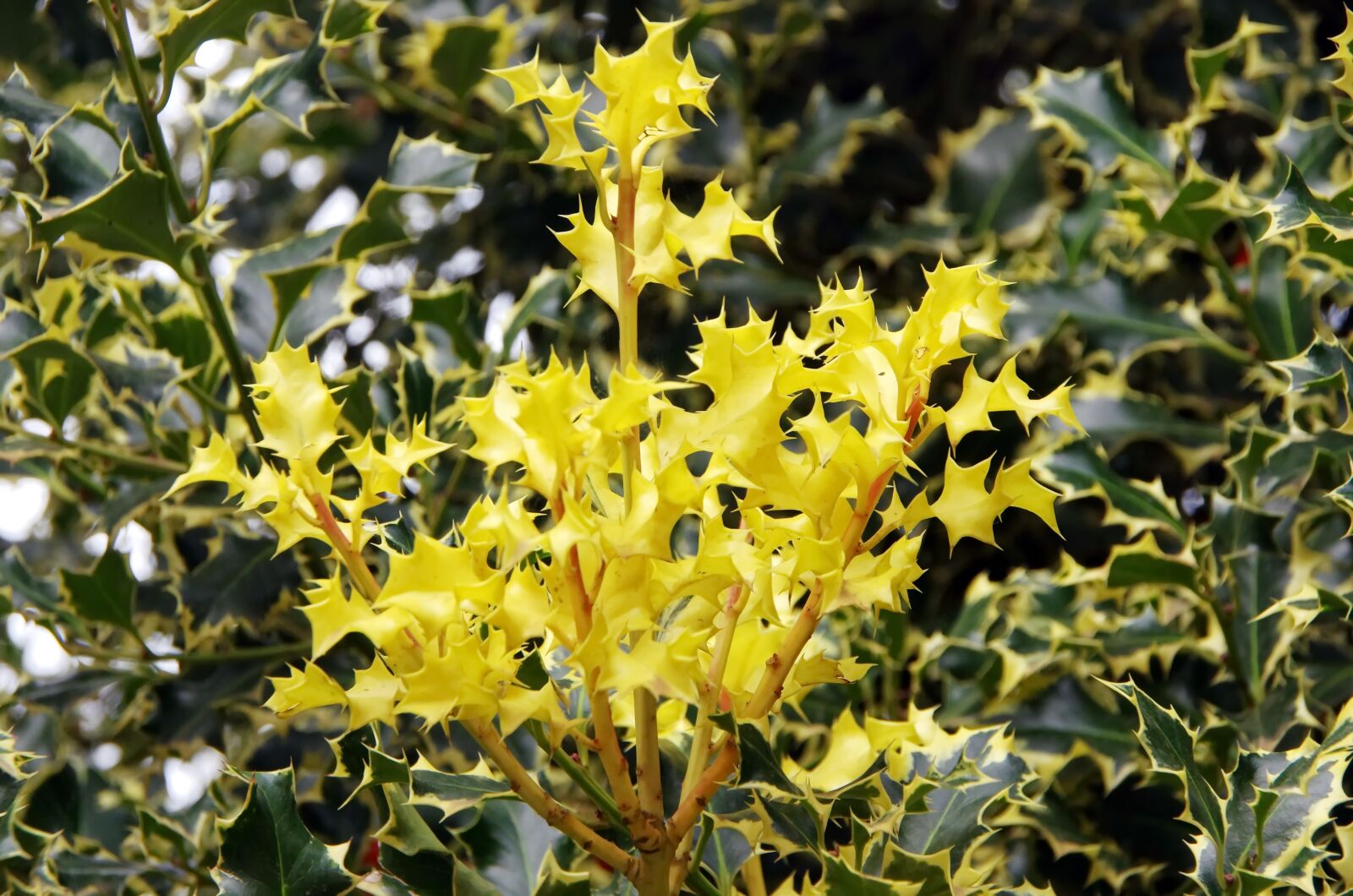 Pentax K-5 sample photo. Holly, yellow, spice photography