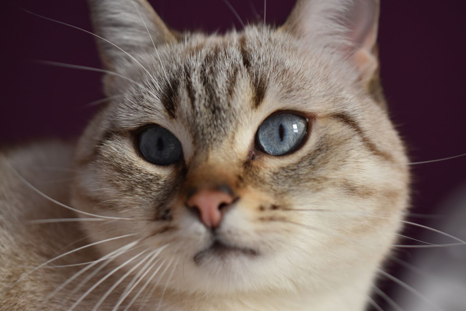 Nikon D5600 sample photo. Cat, animal, blue eyes photography