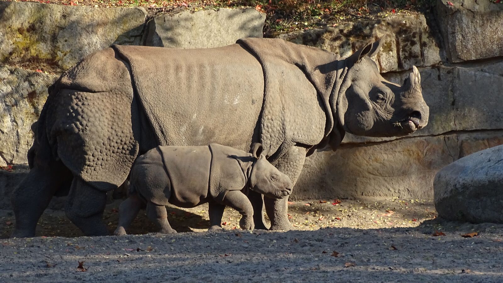 Sony Cyber-shot DSC-HX400V sample photo. Indian rhinoceros, animals, mammalia photography