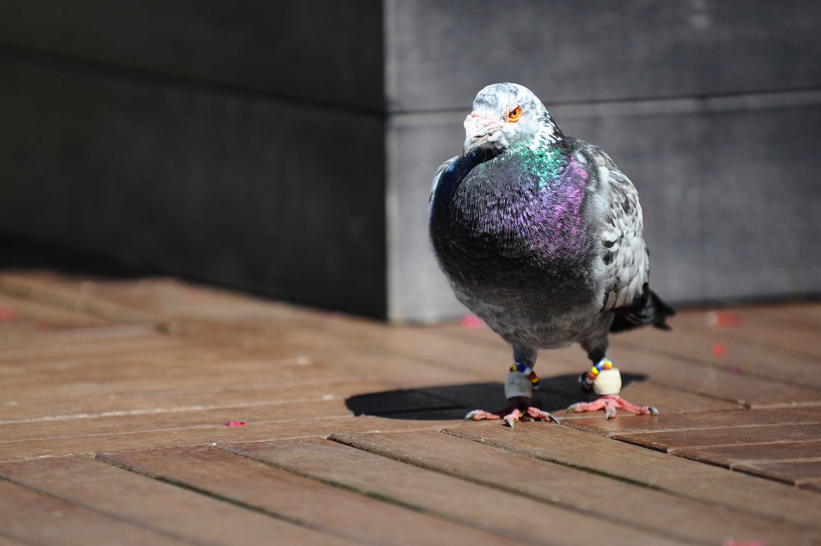 Nikon D300 sample photo. Pigeon, bird, animal photography