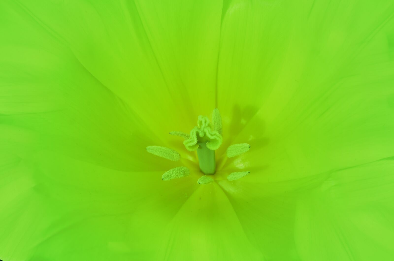 Nikon D5100 sample photo. Leaves, flowers, flower pattern photography