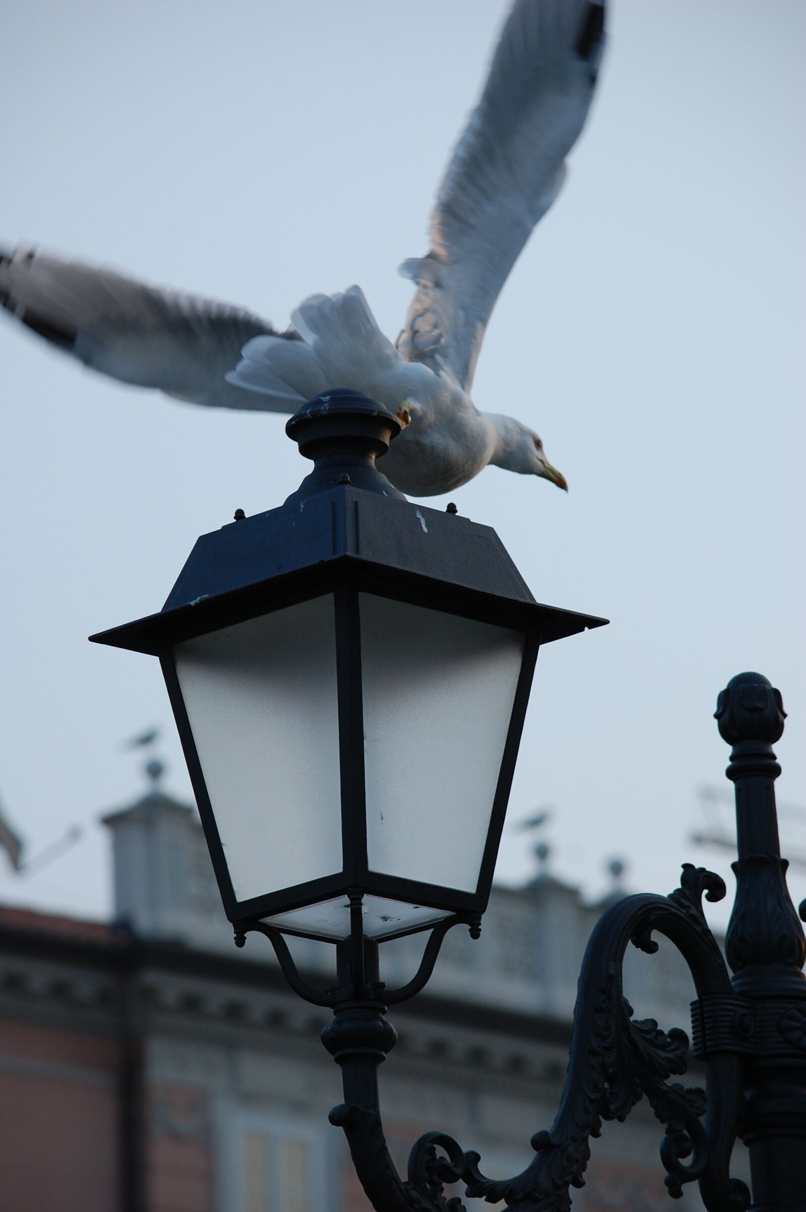 Nikon D40 sample photo. Gabbiano, animal, seagull photography