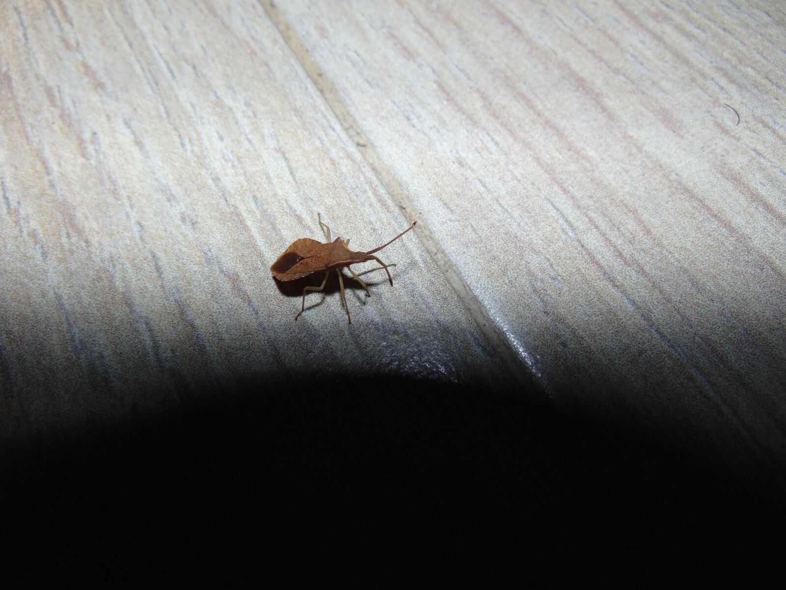 Sony Cyber-shot DSC-H300 sample photo