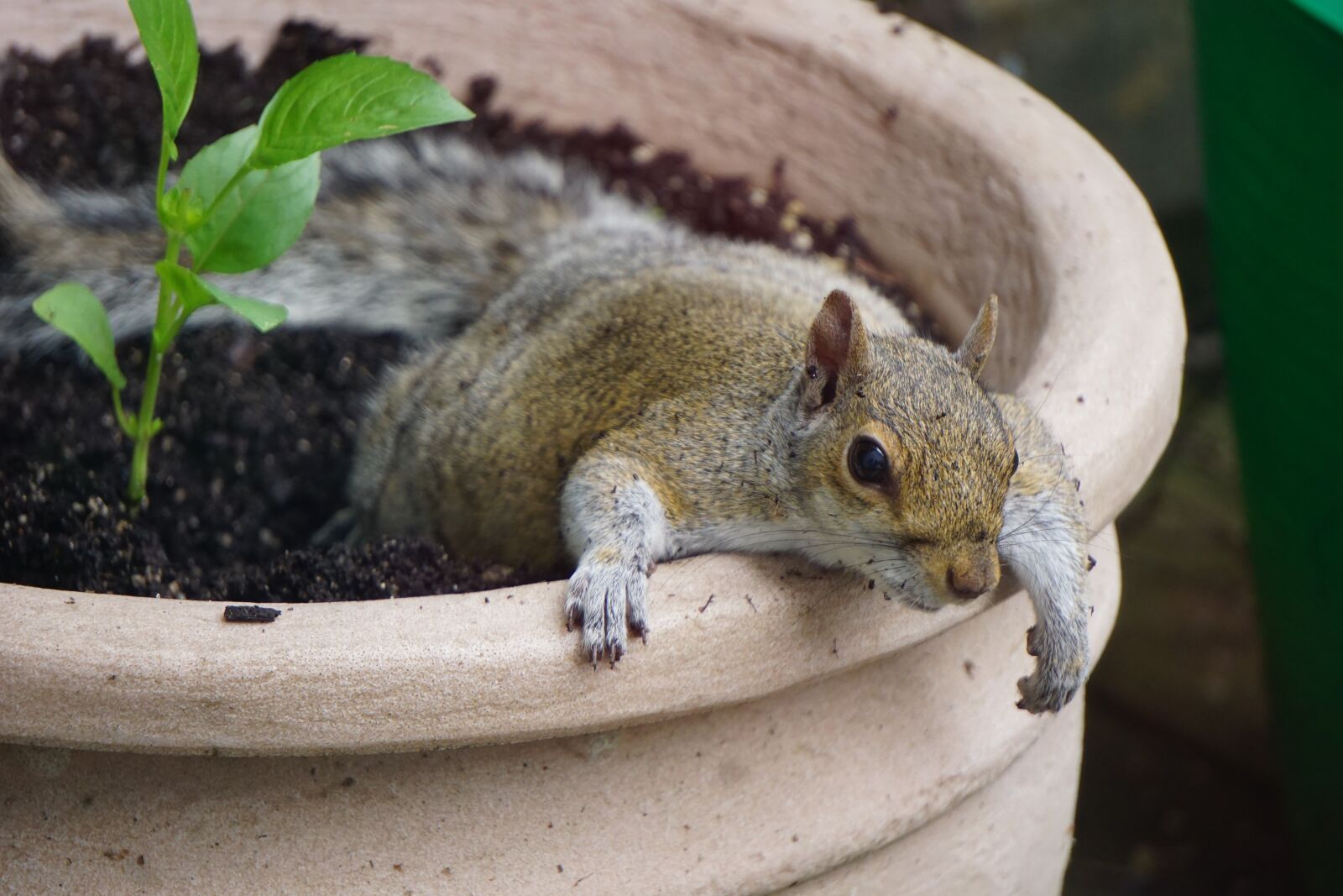 Sony a6000 + Sony E 55-210mm F4.5-6.3 OSS sample photo. Squirrel, plant pot, planter photography