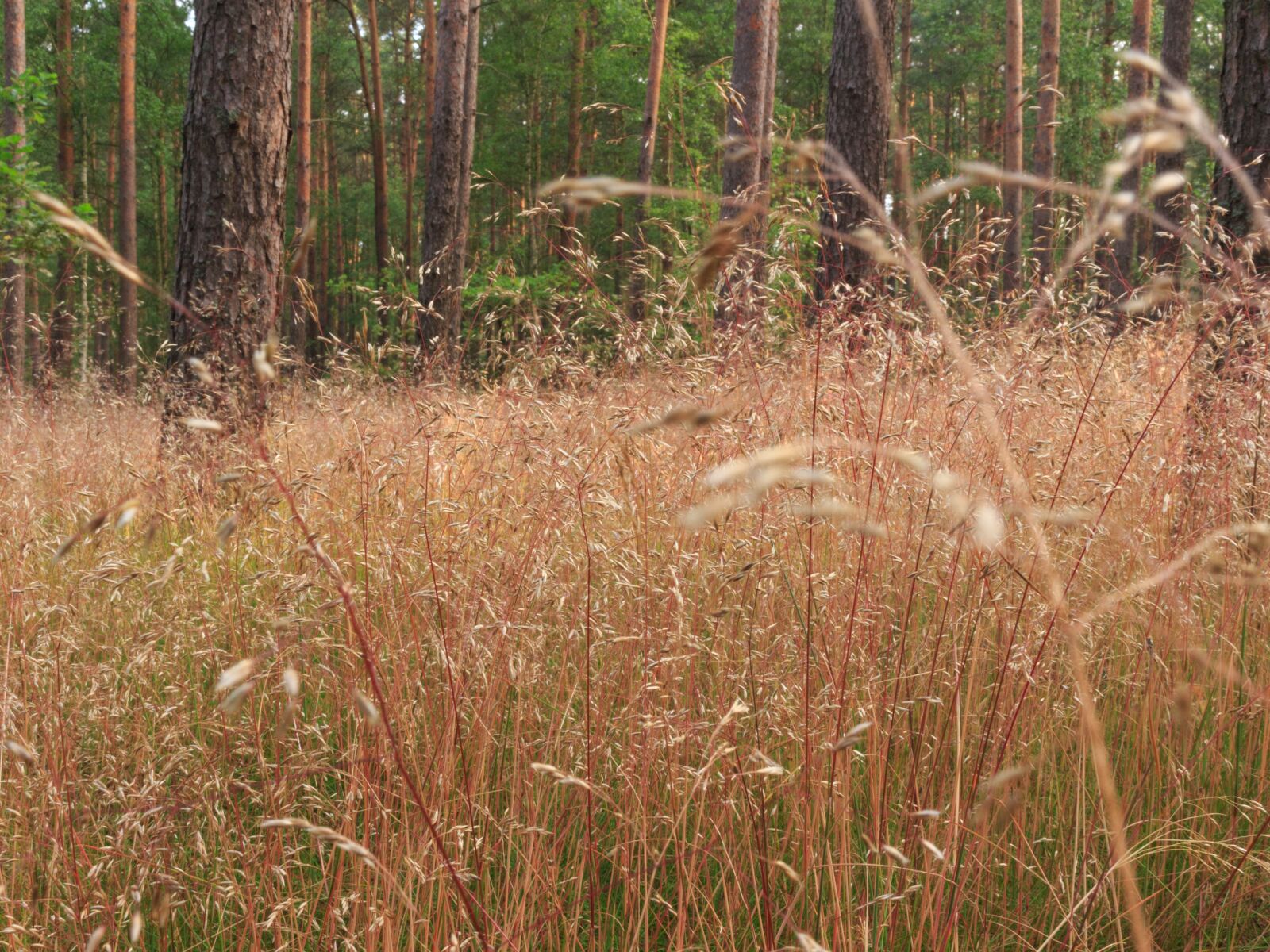 Canon EOS 100D (EOS Rebel SL1 / EOS Kiss X7) sample photo. Grass, forest, nature photography
