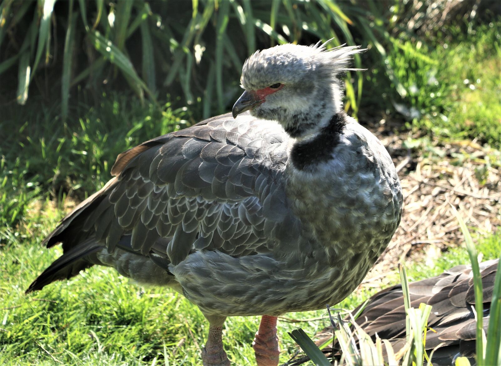 Canon EOS 7D Mark II sample photo. Bird, crested screamer, chauna photography