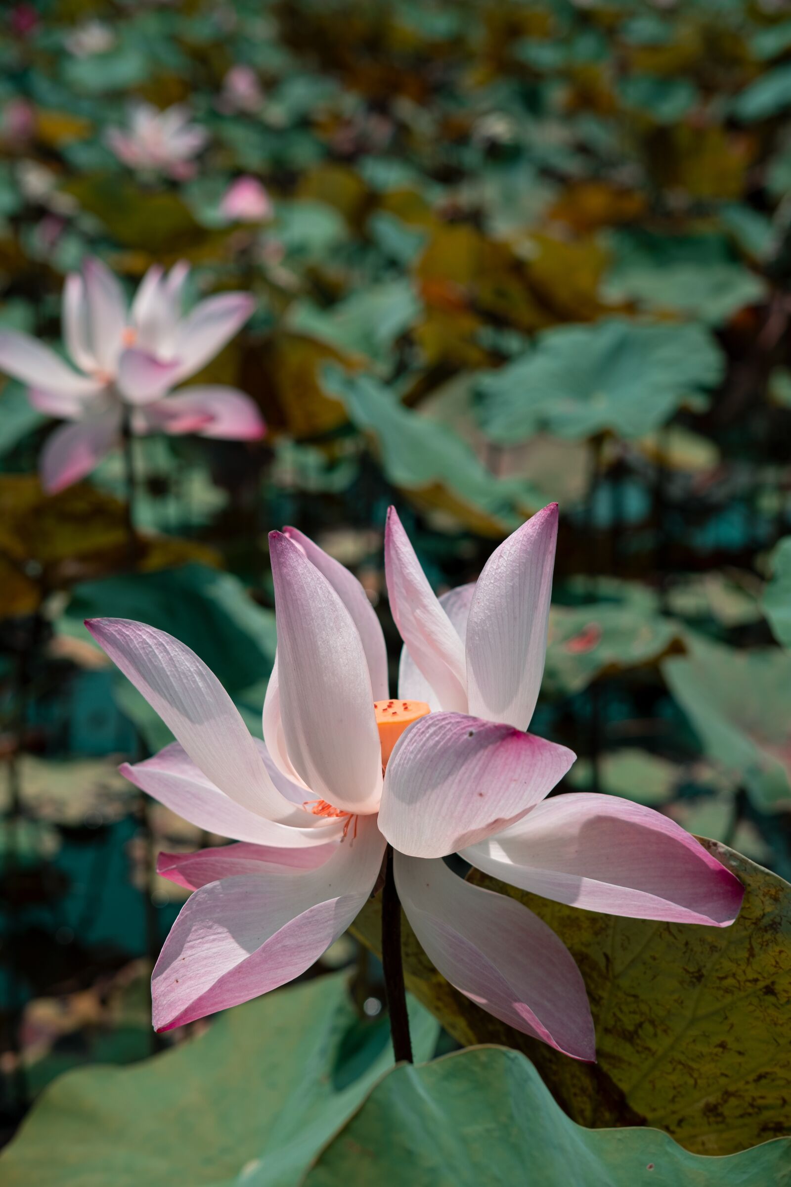 Fujifilm X-T30 + Fujifilm XC 35mm F2 sample photo. Lotus, flora, natural lotus photography