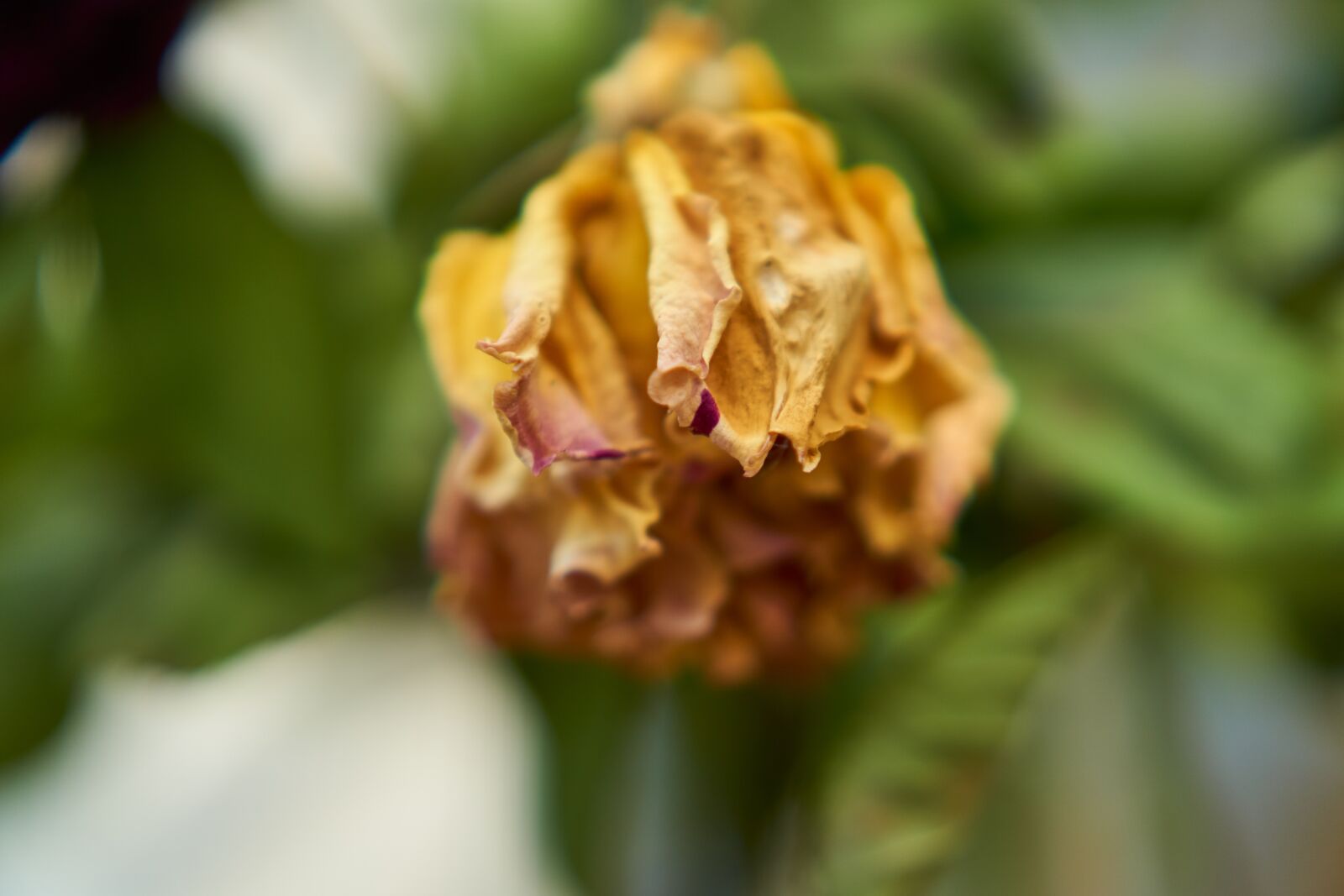 Sony E 35mm F1.8 OSS sample photo. Rose, blossom, bloom photography