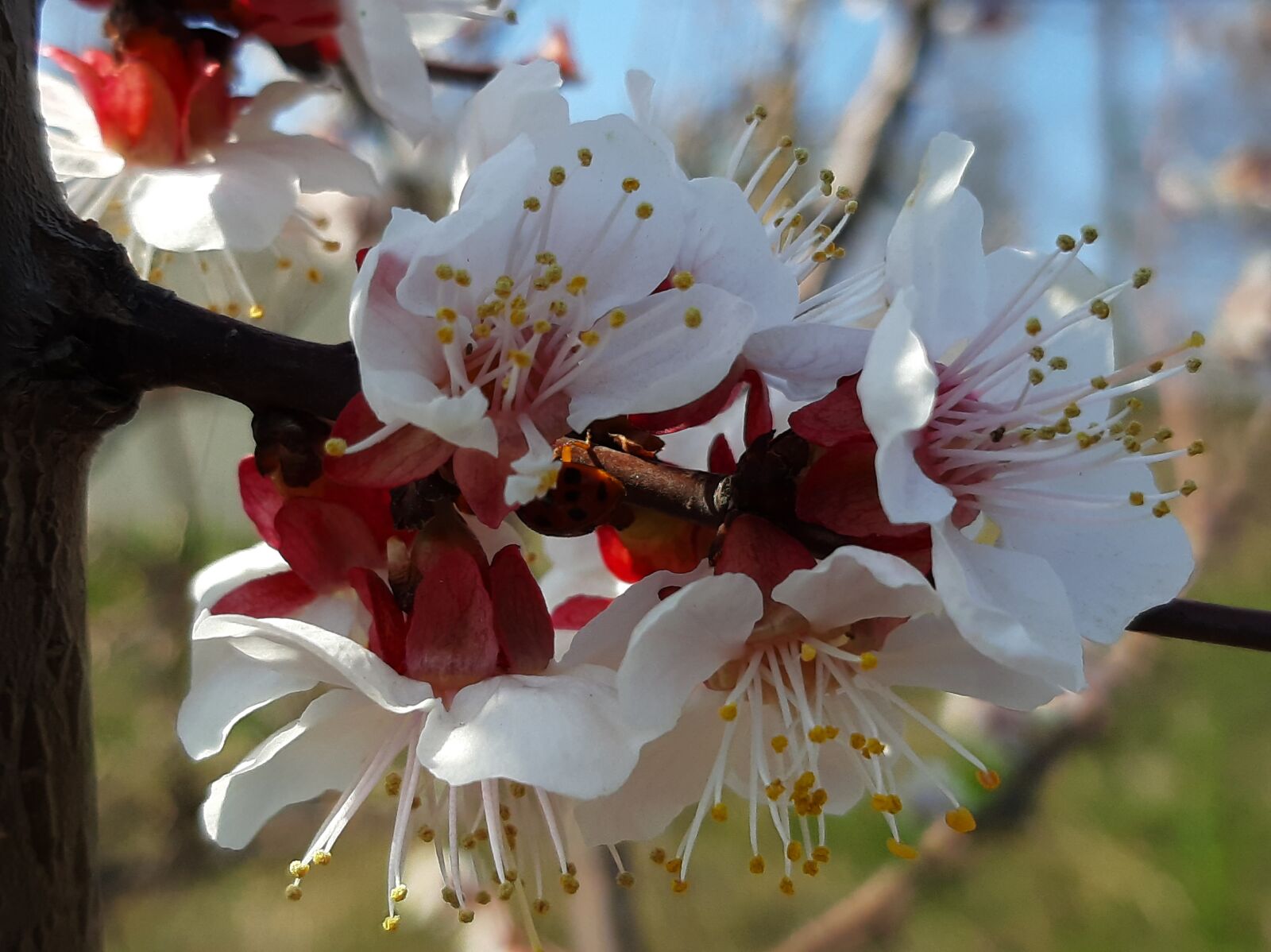 Samsung Galaxy A50 sample photo. Spring, bloom, flowers photography