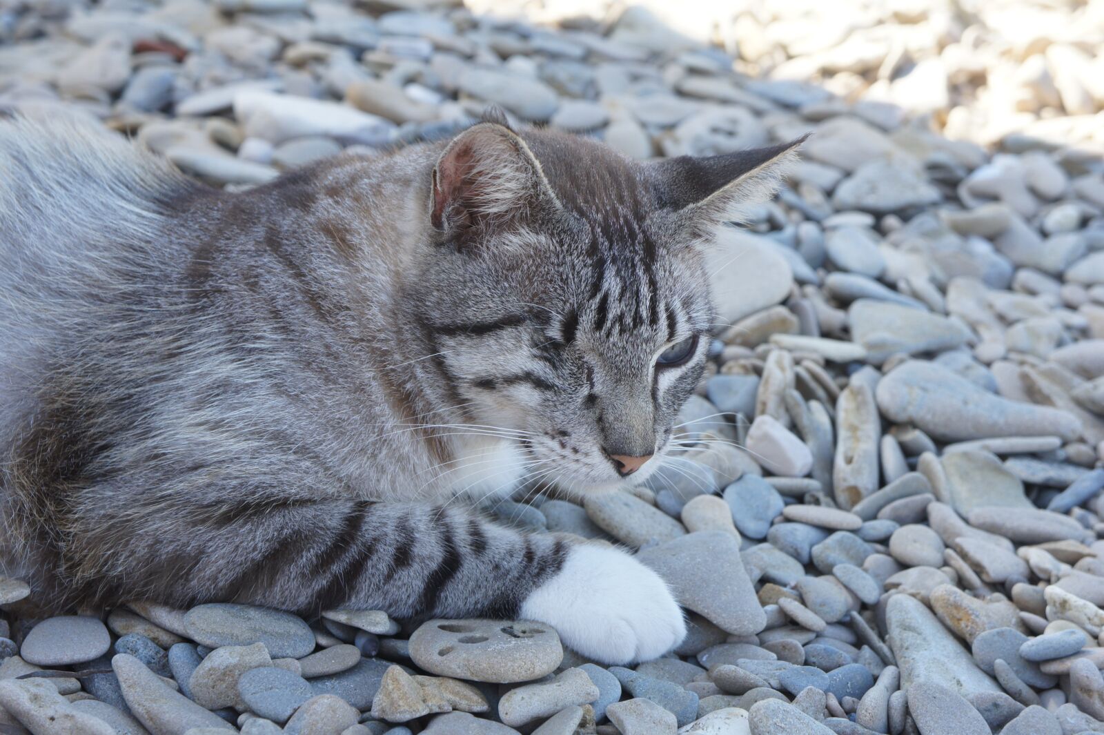 Sony Alpha NEX-3 + Sony E 18-55mm F3.5-5.6 OSS sample photo. Cat, beach, cat on photography
