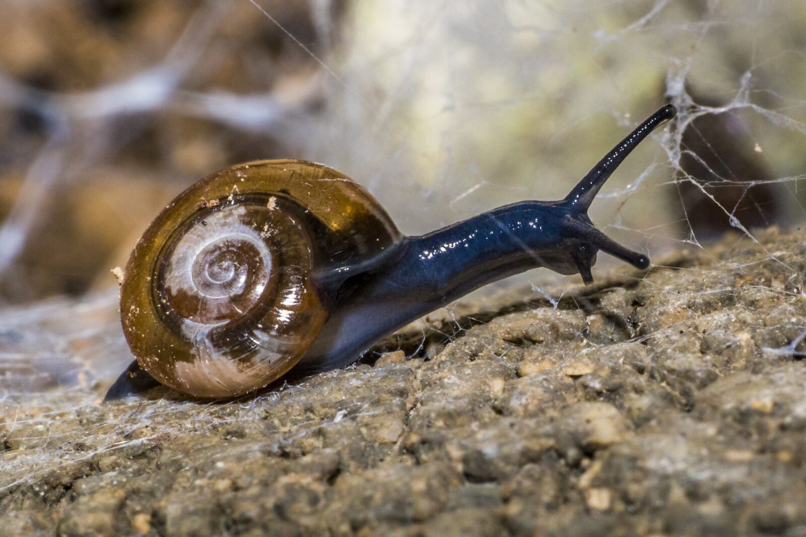 Canon EOS 70D + Canon EF 50mm F1.8 II sample photo. Snail, animals, nature photography