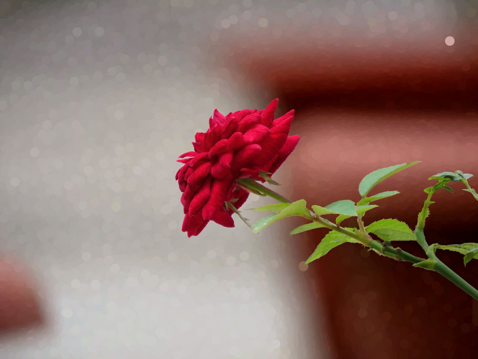 Canon PowerShot SX60 HS sample photo. Red rose, rose, flower photography